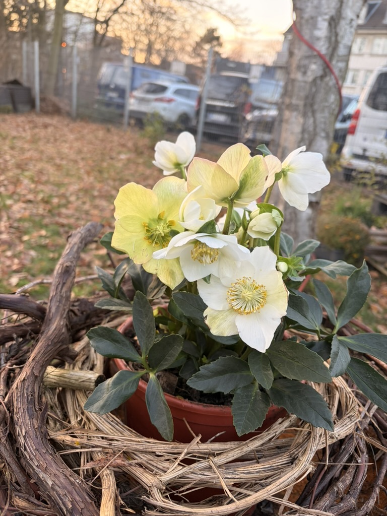 T\xe2rgul Rom\xe2nesc de Crăciun 22